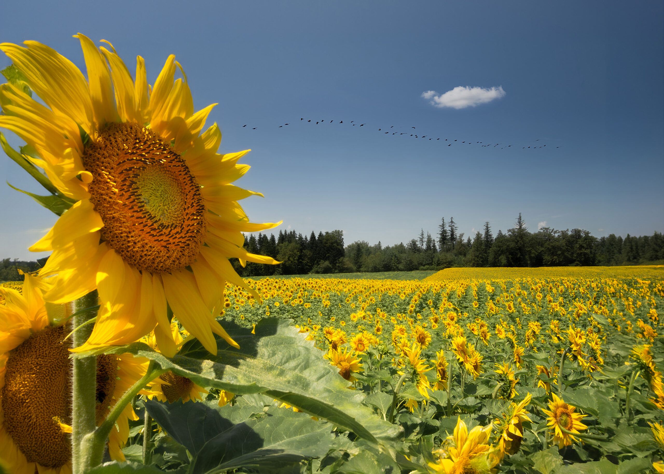 les tournesols a3